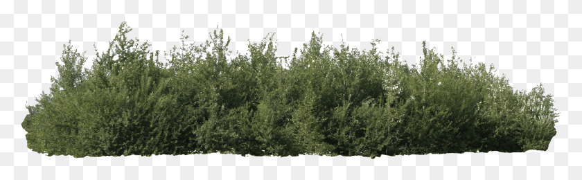 2668x685 Comimg Pngbush Transparent Shrub, Plant, Vegetation, Bush HD PNG Download
