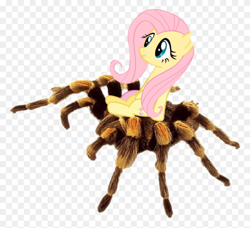 1134x1024 Comments Fluttershy Tarantula, Animal, Insect, Spider HD PNG Download
