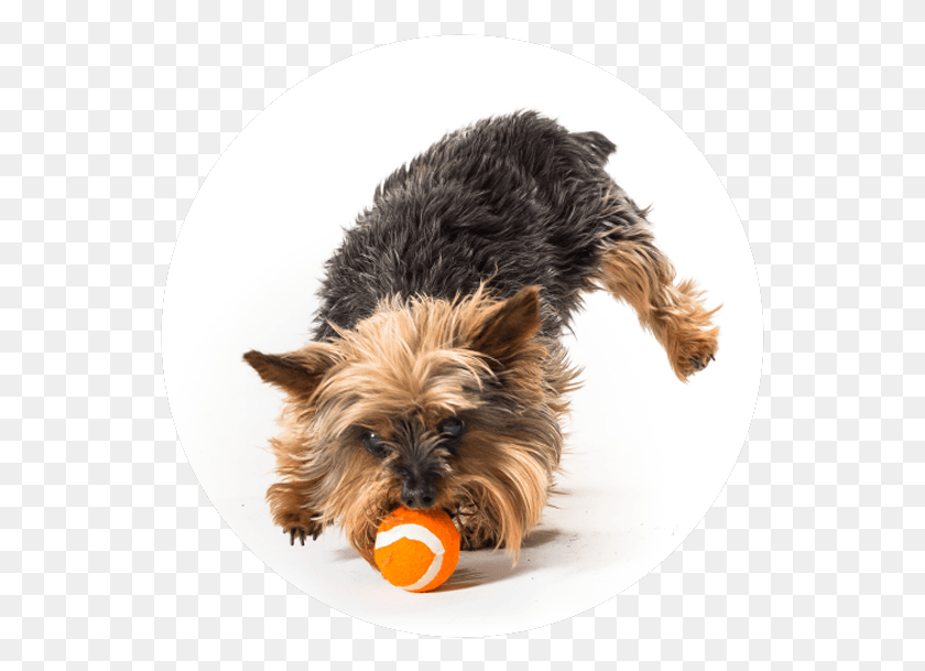 549x549 Committed Yorkshire Terrier, Dog, Pet, Canine HD PNG Download