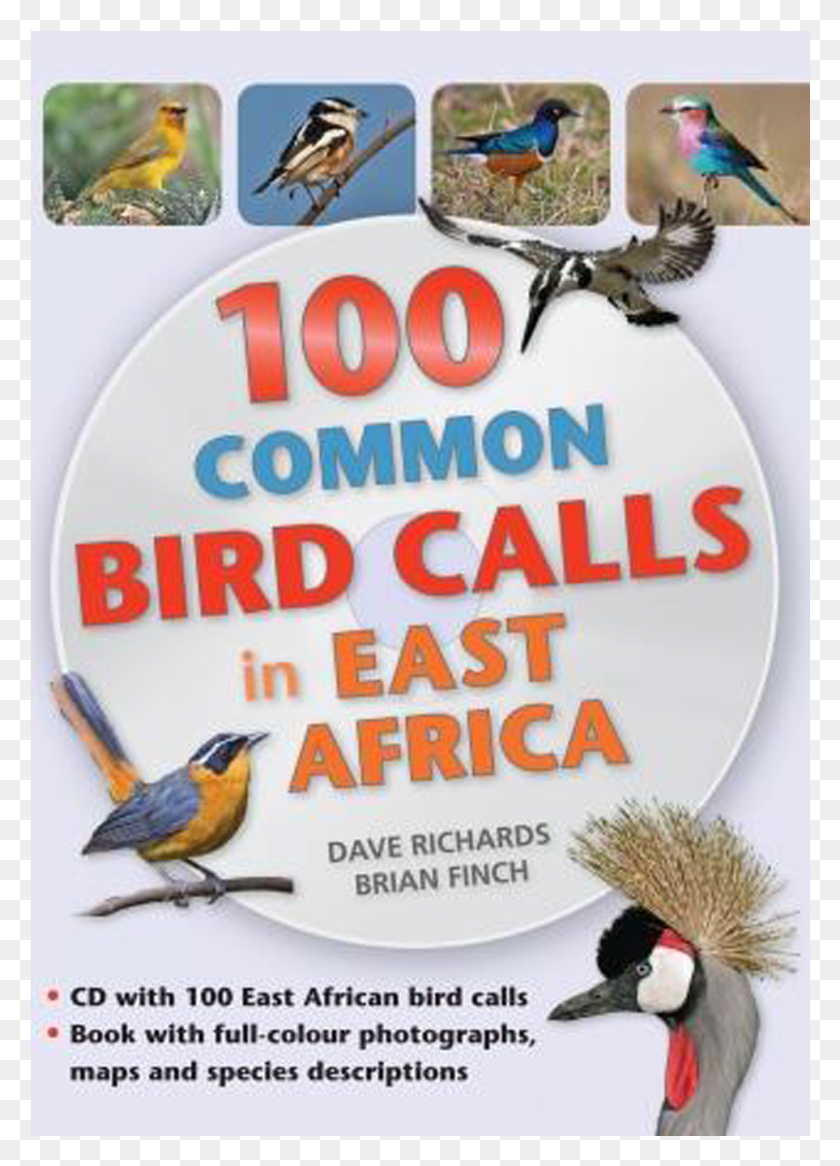 963x1366 Common Bird Calls In East Africa Turkey, Flyer, Poster, Paper HD PNG Download