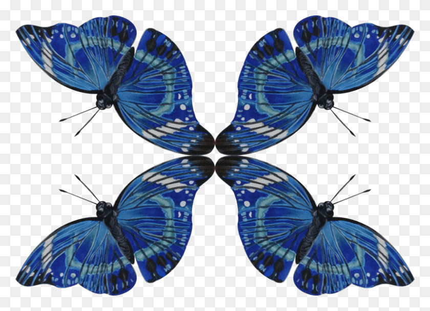 800x562 Common Blue, Pattern, Ornament, Insect Descargar Hd Png