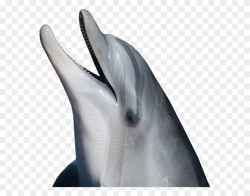 575x599 Common Bottlenose Dolphin, Mammal, Sea Life, Animal HD PNG Download