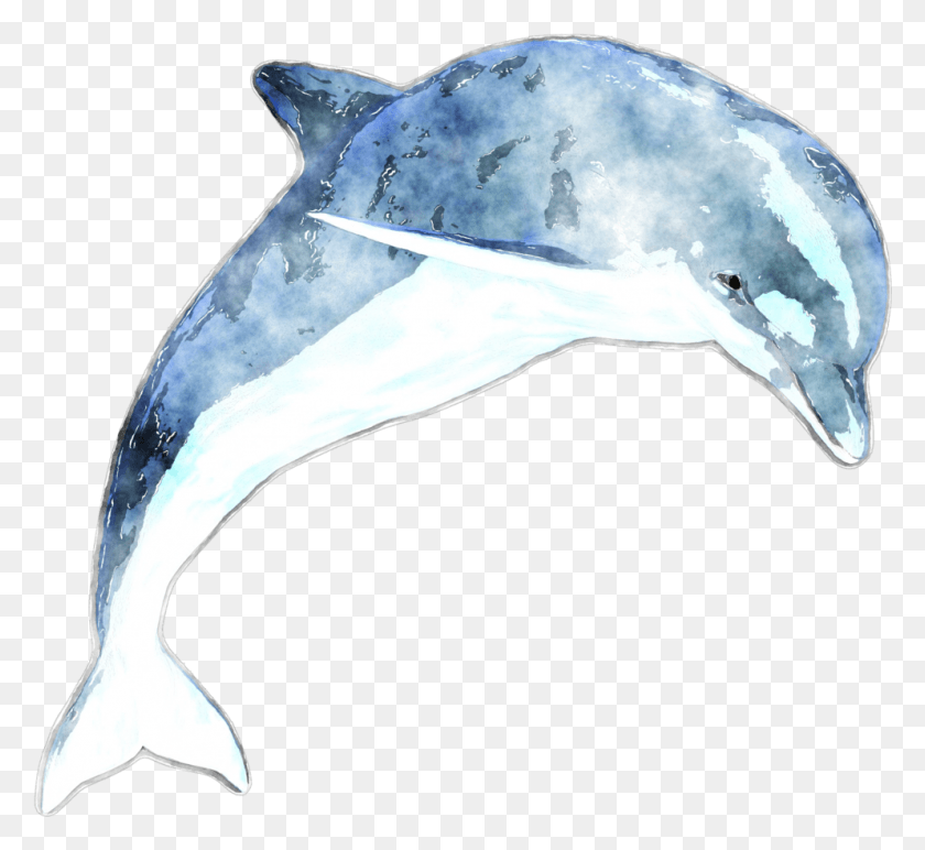 993x907 Common Bottlenose Dolphin, Mammal, Sea Life, Animal HD PNG Download