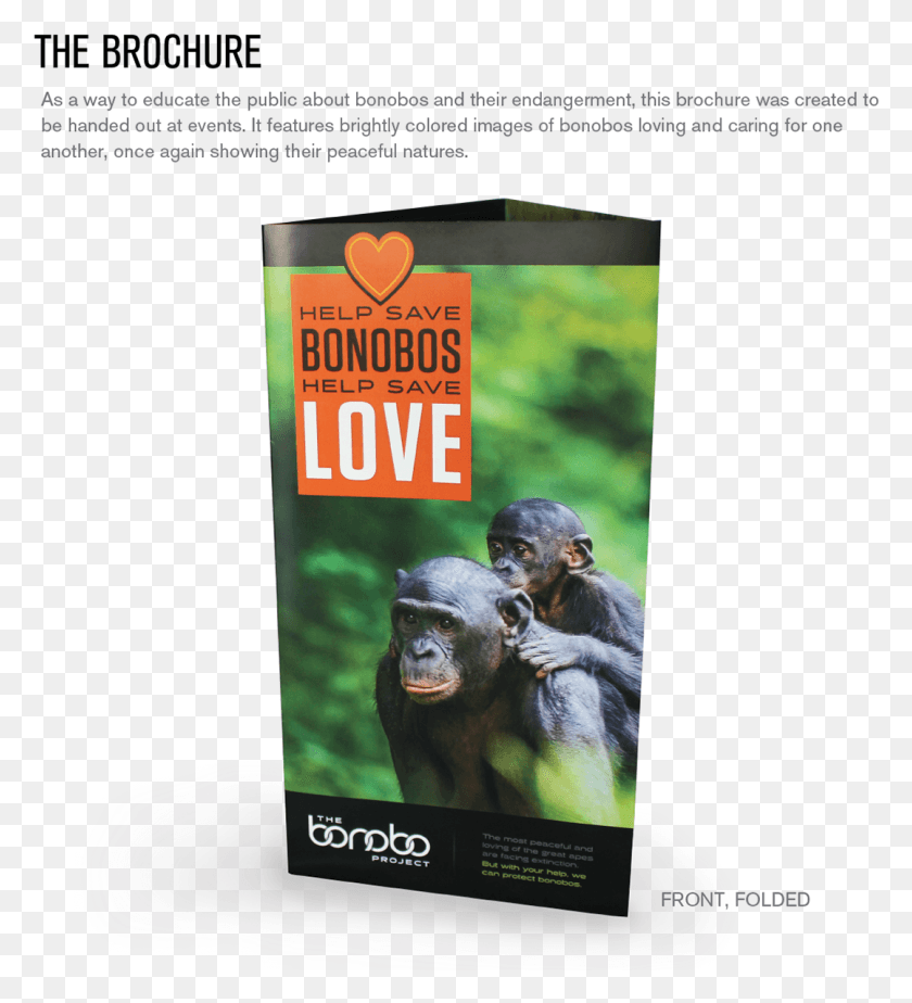 1078x1195 Common Chimpanzee, Ape, Wildlife, Mammal HD PNG Download