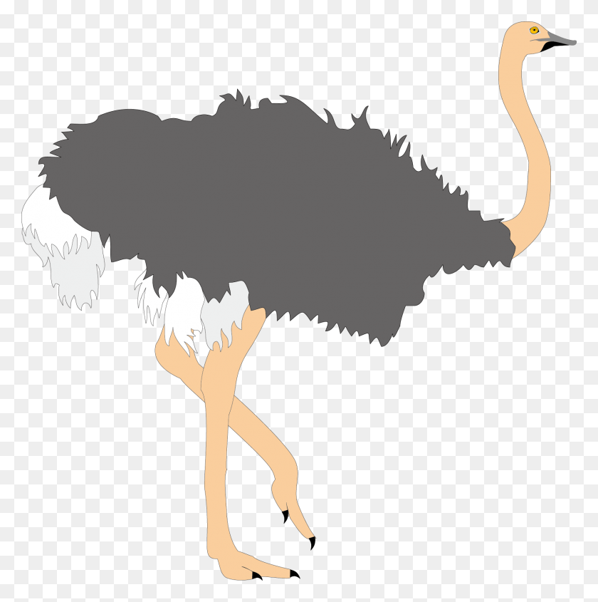 1709x1720 Common Clip Art Ugly Transprent Common Ostrich, Bird, Animal HD PNG Download