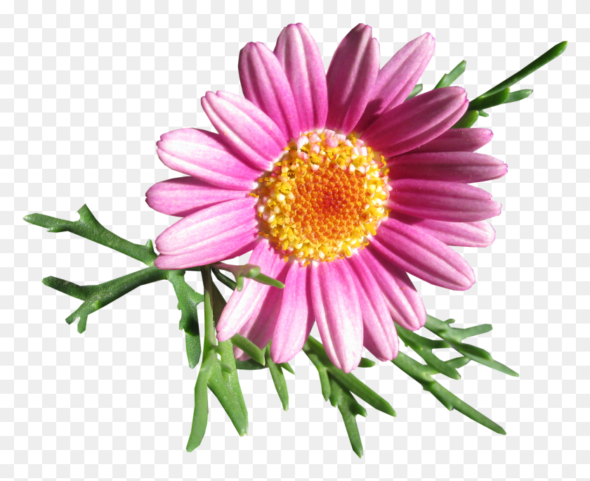 1252x1003 Common Daisy, Plant, Flower, Daisies HD PNG Download