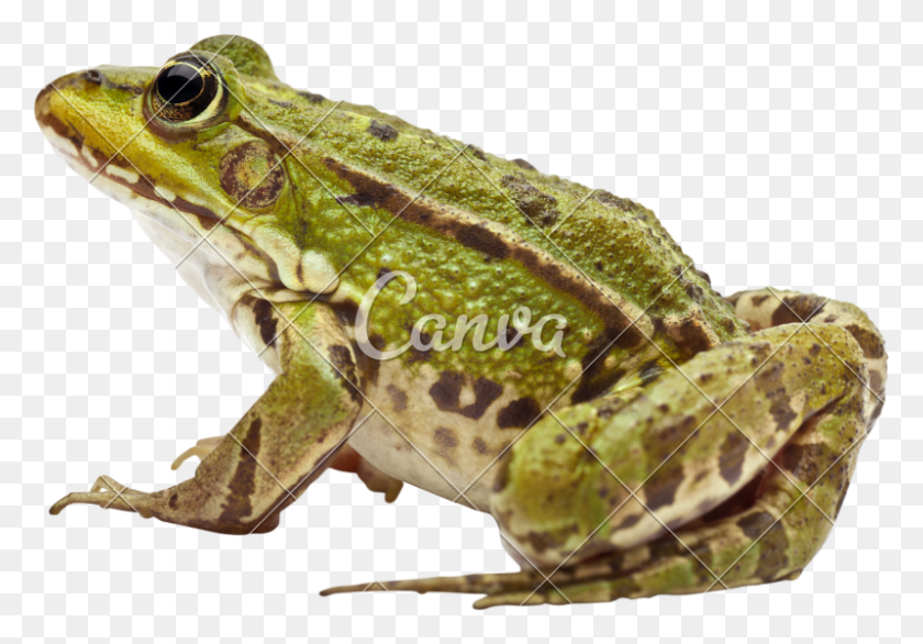 800x540 Common European Or Frogs Decided To Jump, Frog, Amphibian, Wildlife HD PNG Download