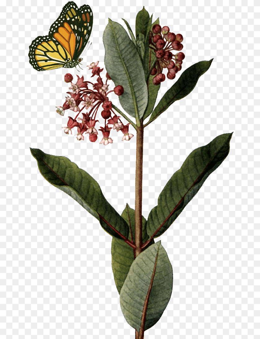 671x1093 Common Milkweed Background, Plant, Leaf, Acanthaceae, Flower PNG