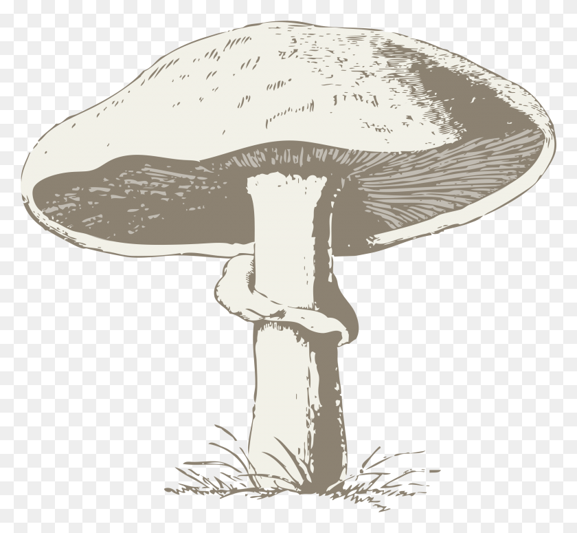 2400x2200 Common Mushroom Drawing Edible Mushroom Mushroom Festival Mushroom Black And White, Plant, Fungus, Agaric HD PNG Download