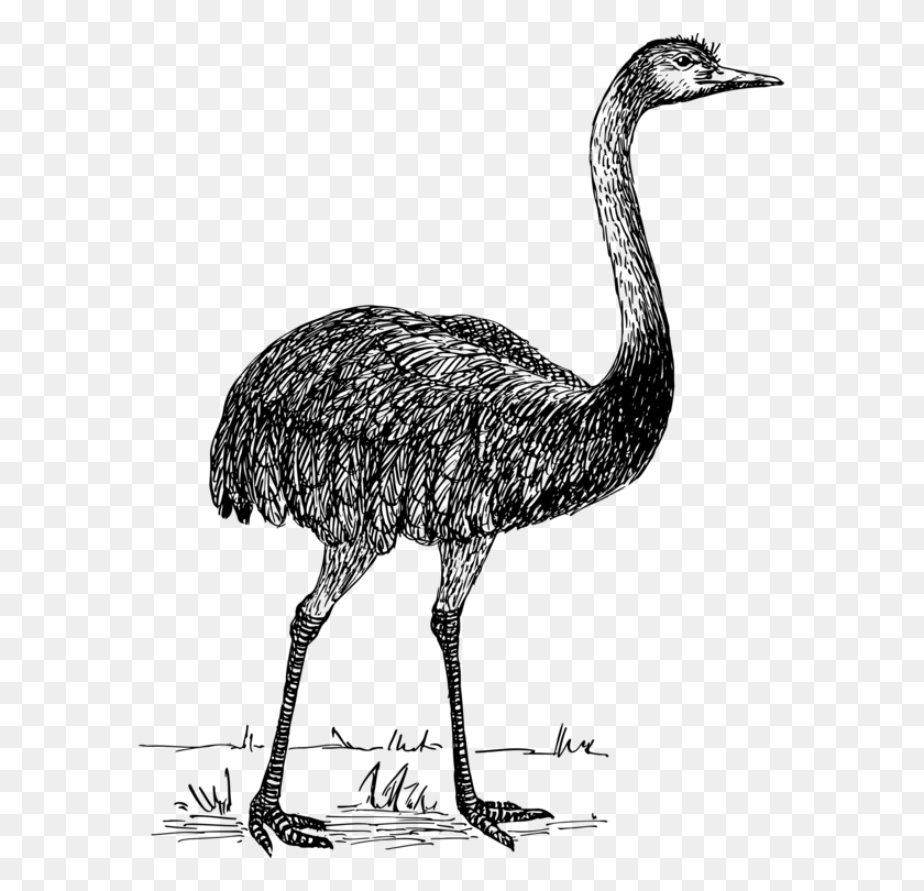 587x750 Common Ostrich Drawing Line Art Bird Emu Clip Art Free Black And White, Gray, World Of Warcraft HD PNG Download