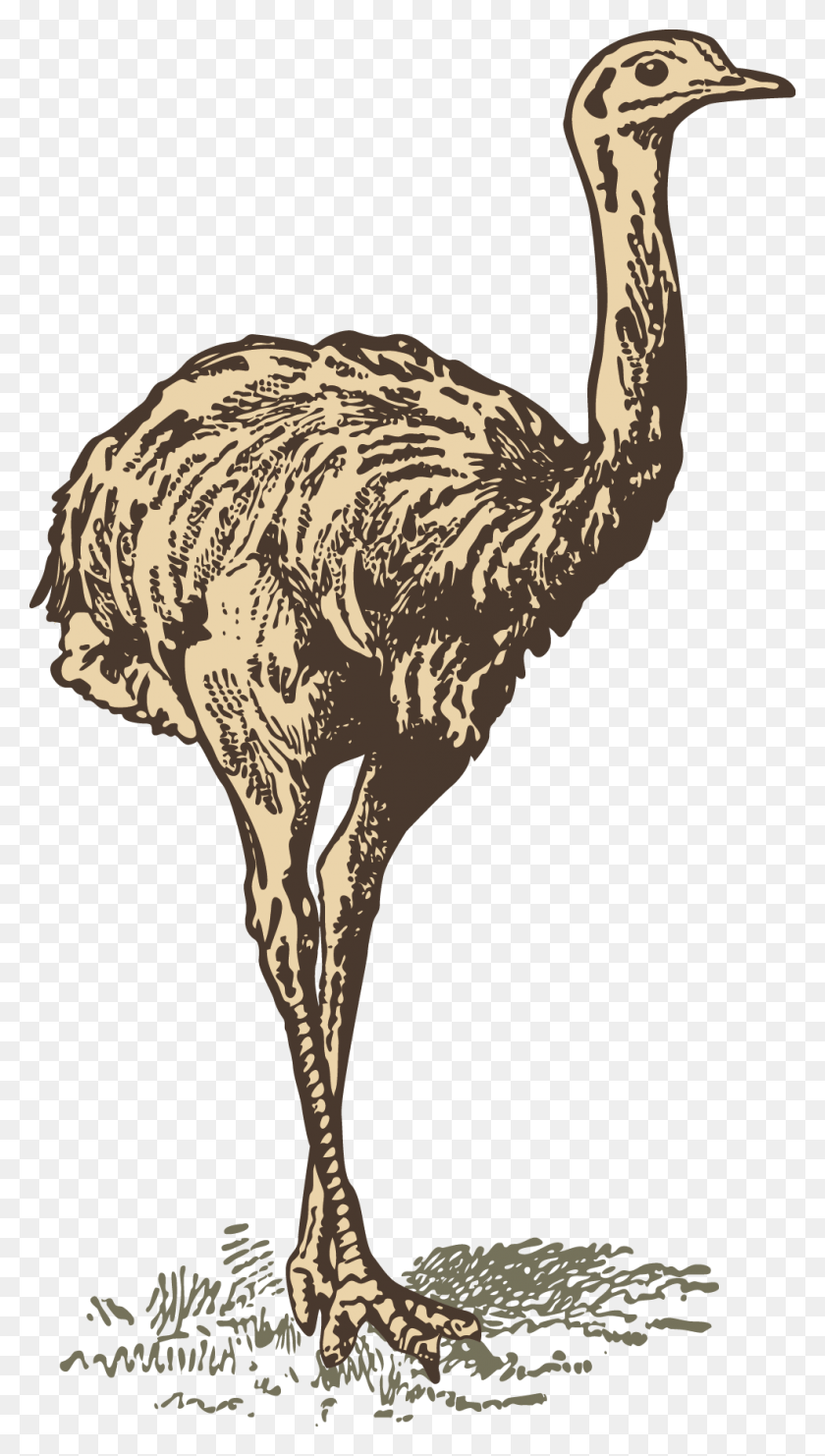 990x1806 Common Ostrich Drawing Transprent Free, Bird, Animal, Emu HD PNG Download