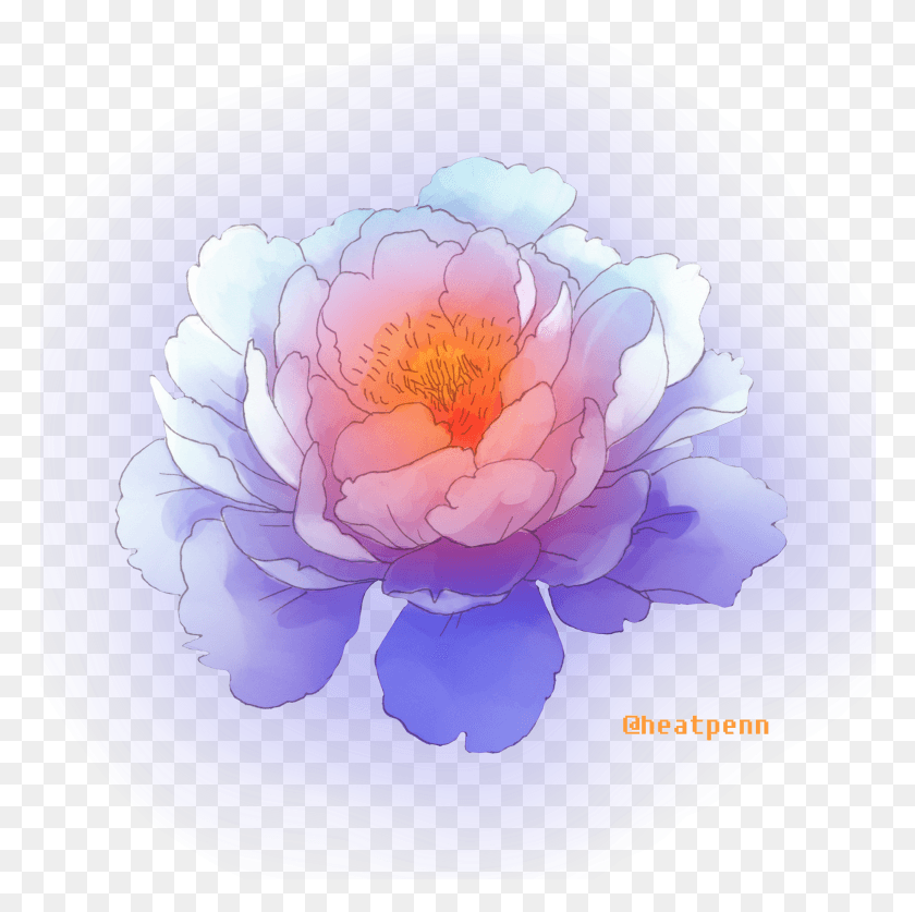 768x777 Common Peony, Plant, Sphere, Flower HD PNG Download