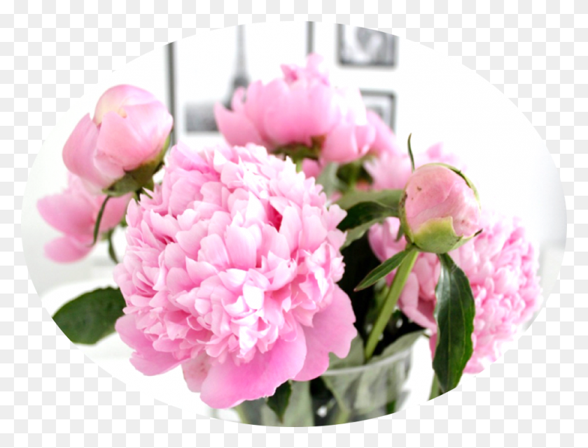 982x732 Common Peony, Plant, Flower, Blossom HD PNG Download