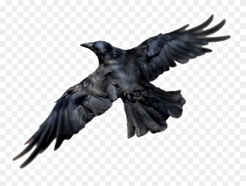 1025x757 Common Raven Photos Raven, Bird, Animal, Crow HD PNG Download