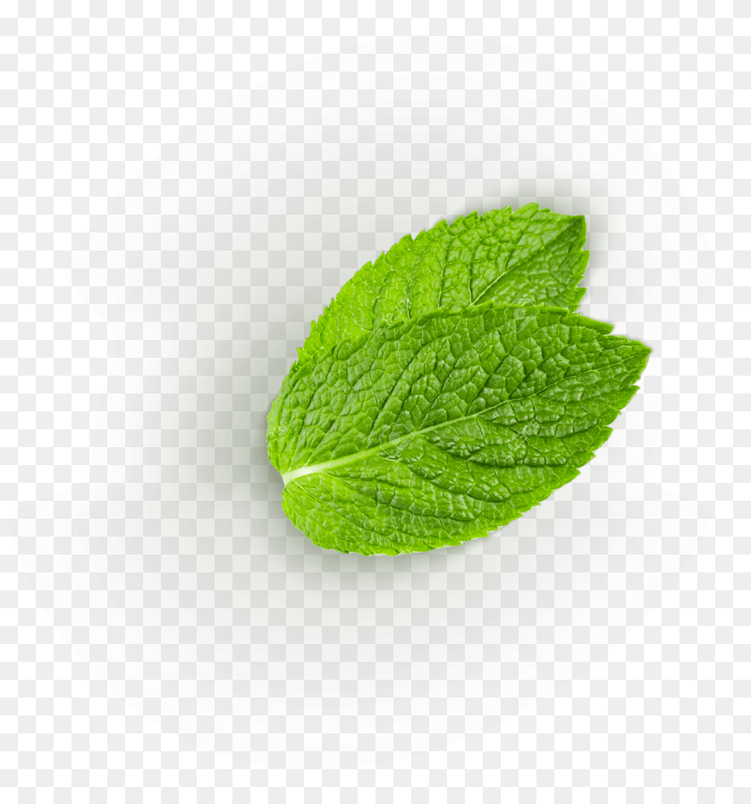 Common Sage, Green, Herbs, Leaf, Mint Clipart PNG