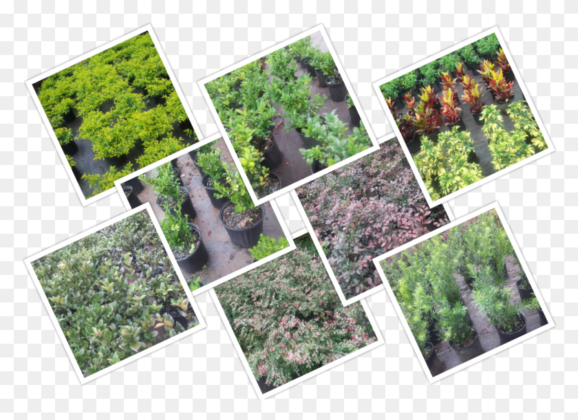 1022x722 Common Shrubs At Longwood Gardens Nursery And Landscaping Botanical Garden, Landscape, Outdoors, Nature HD PNG Download