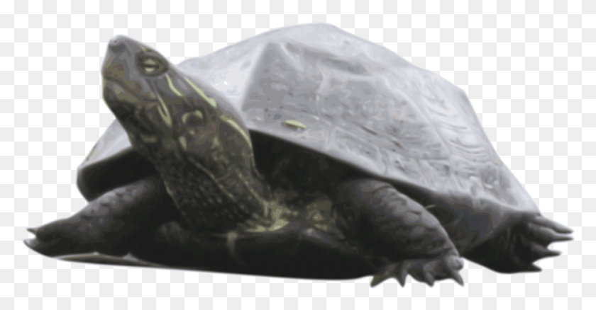926x449 Common Snapping Turtle Computer Icons Pond Turtles Tortoise, Reptile, Sea Life, Animal HD PNG Download