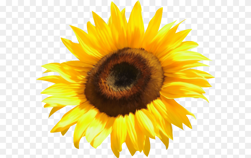 Common Sunflower Clip Art, Flower, Plant, Animal, Bee Sticker PNG