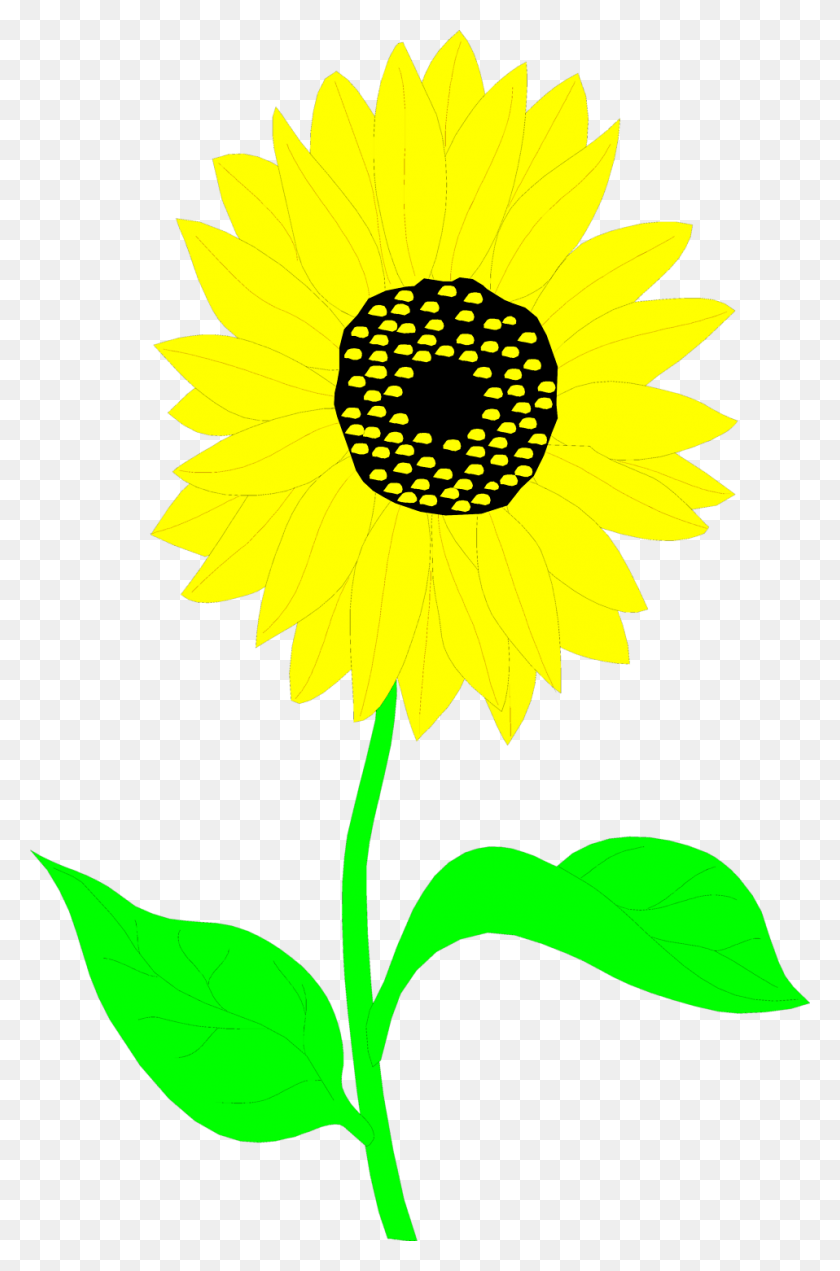 958x1488 Common Sunflower Drawing Art Sunflower Seed Plant Clip Art, Flower, Blossom, Daisy HD PNG Download
