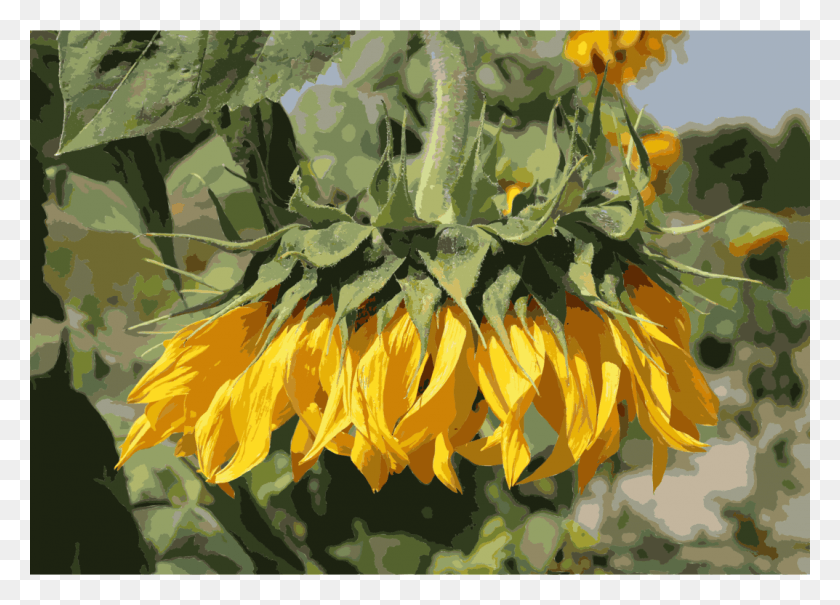 1073x750 Flor Png / Girasol Común Plantas De Jardín Bunga Matahari Yang Layu Png