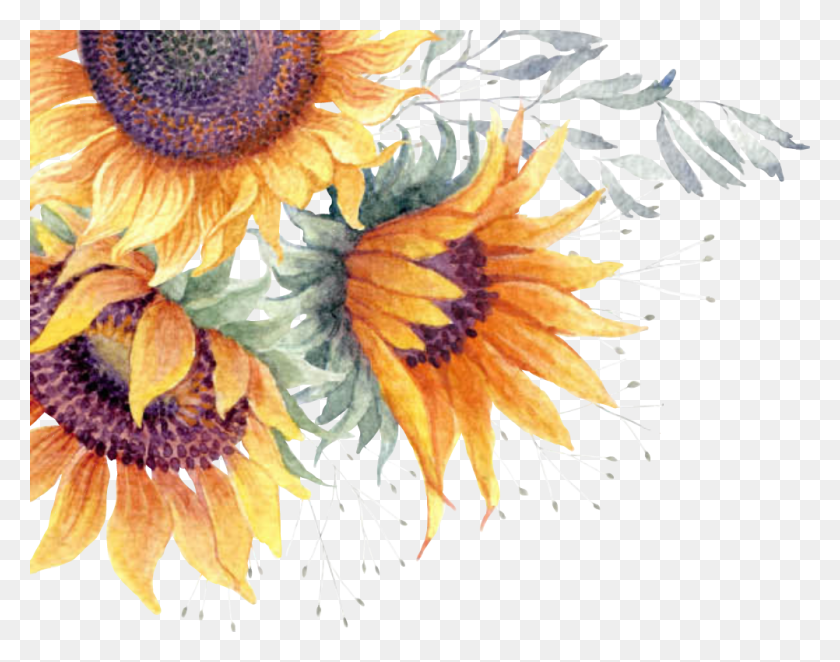 1002x774 Common Sunflower Watercolor Transparent Background Sunflower, Plant, Flower, Blossom HD PNG Download