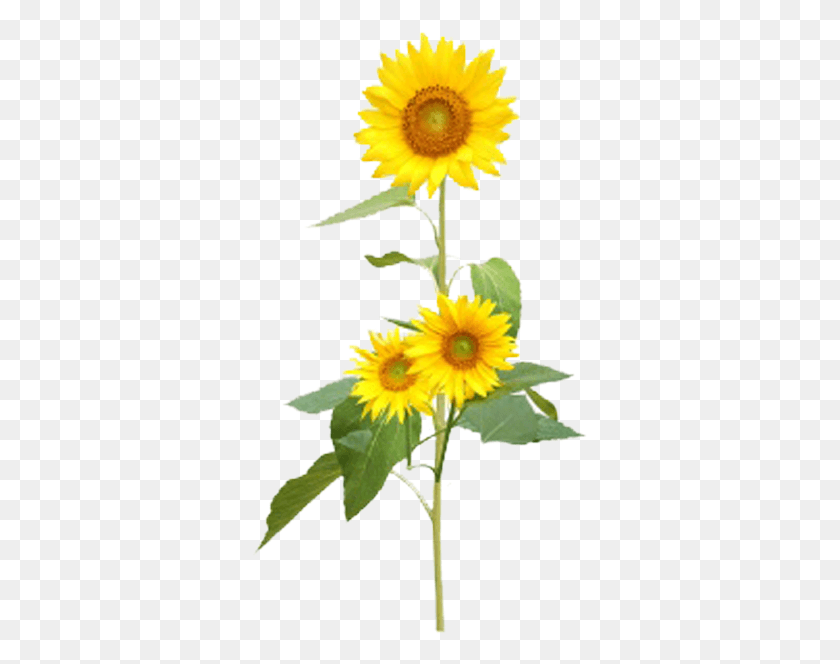337x604 Общие Желтые Прозрачные Подсолнухи И Музыкальные Ноты, Растение, Цветок, Цветение Png Скачать