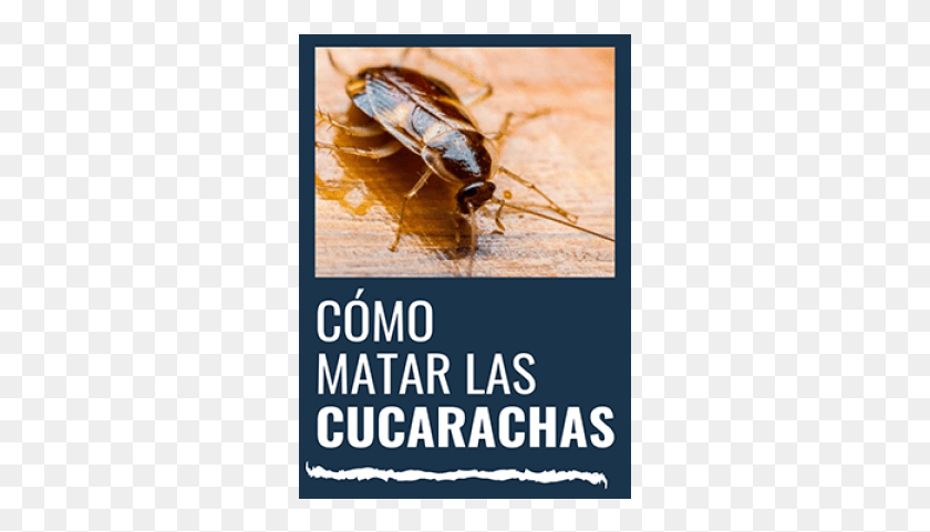 301x421 Como Matar Las Cucarachas Таракан, Насекомое, Беспозвоночное, Животное, Hd Png Скачать