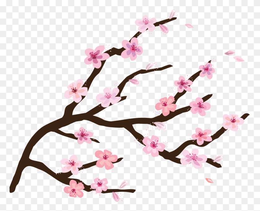 1492x1191 Como Pintar Un Cerezo Japones En La Pared Fondo Transparente De La Flor De Cerezo Clipart, Planta, Flor, Flor Hd Png