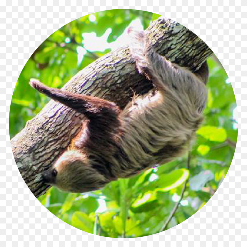 1510x1510 Como Recortar Una Imagen En Illustrator Boar, Bird, Animal, Three-toed Sloth HD PNG Download