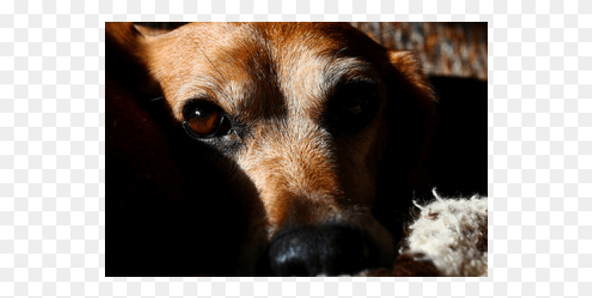 544x363 Companion Dog, Hound, Pet, Canine HD PNG Download