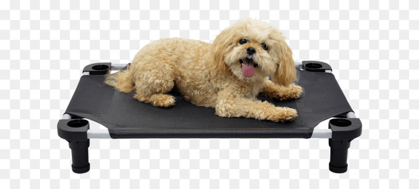 614x320 Companion Dog, Pet, Canine, Animal HD PNG Download
