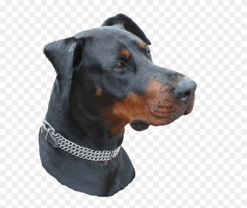 579x649 Companion Dog, Pet, Canine, Animal HD PNG Download