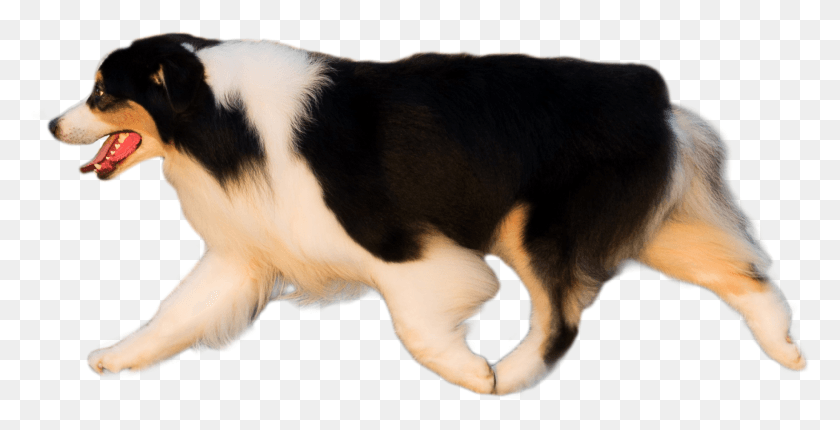 1754x833 Companion Dog, Pet, Canine, Animal HD PNG Download