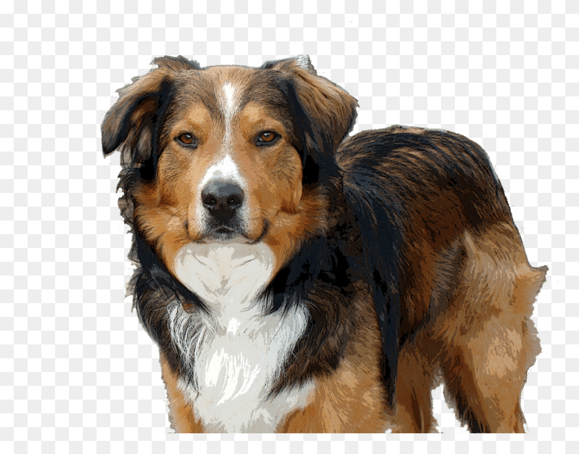 900x692 Companion Dog, Pet, Canine, Animal HD PNG Download
