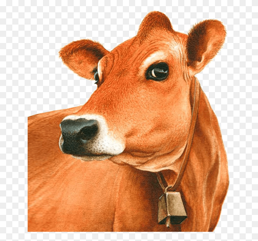 661x725 Сравнительно С Кросс-Породной Коровой A1 Молоко Дези Корова Джерси Голова Коровы, Крупный Рогатый Скот, Млекопитающее, Животное Hd Png Скачать