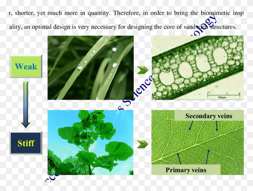 850x629 Comparison Between A Grass Leaf And A Tree Leaf Plant Pathology, Collage, Poster, Advertisement HD PNG Download