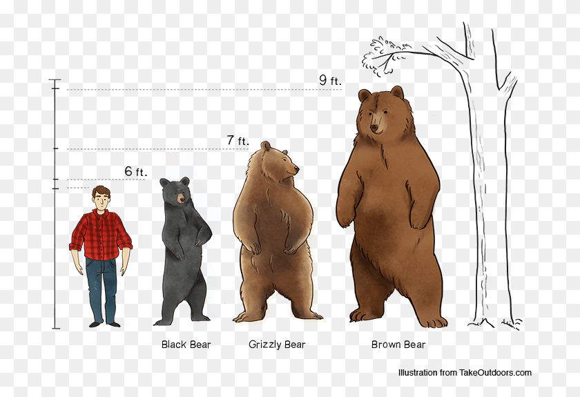 701x515 Comparison Of Commonly Found Bears And Their Sizes Comparison Kodiak Bear Height, Person, Human, Wildlife HD PNG Download