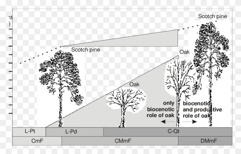 850x522 Comparison Of Growth Of Pine And Oak In Coniferous Forest Type Tree Comparison, Plant, Plot, Diagram HD PNG Download