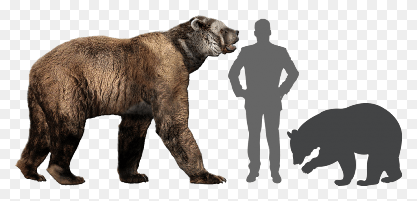 990x437 Сравнение Короткомордого Медведя С Людьми И Черными Животными, Которые Вымерли За Последние 150 Лет, Человек, Дикая Природа, Млекопитающие Hd Png Скачать