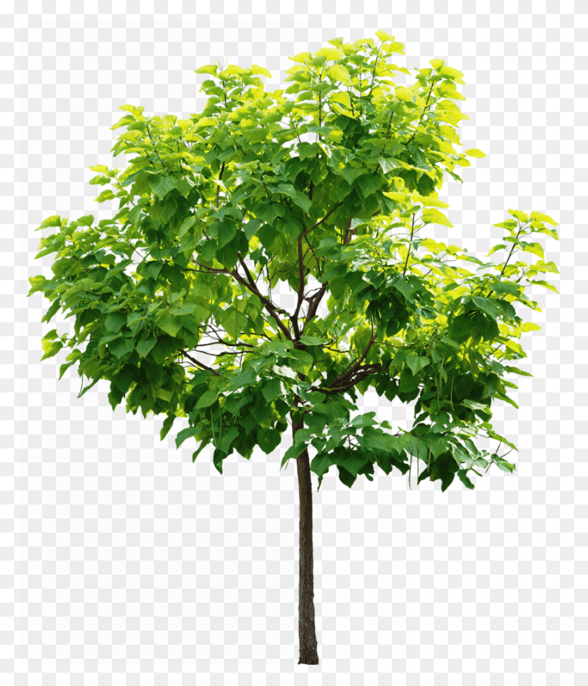 Клен дерево без фона