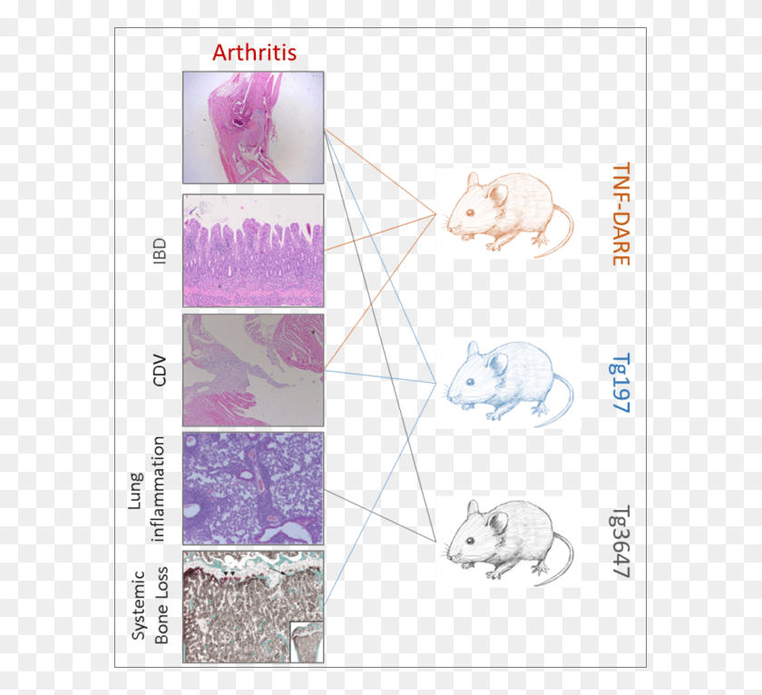 587x706 Complex Mouse Disease Models Developing Comorbidities, Clothing, Apparel, Plot Descargar Hd Png