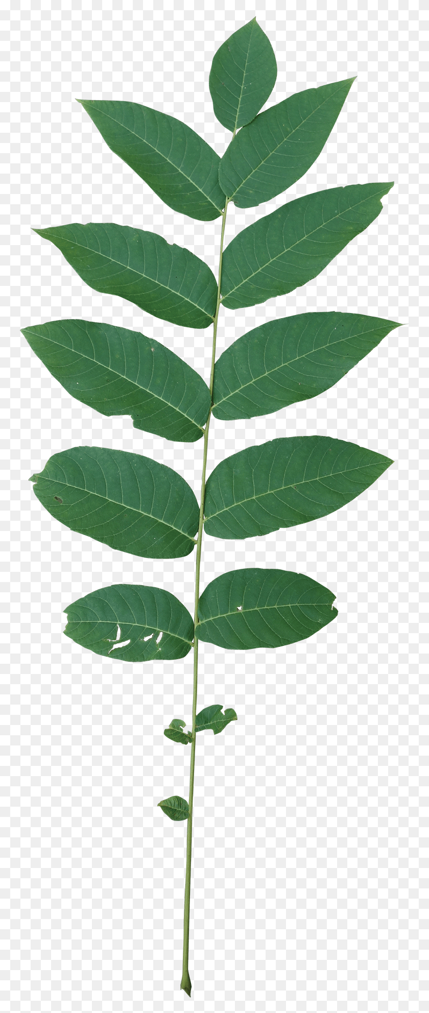 764x1924 Компаунд, Лист, Растение, Зеленый Hd Png Скачать
