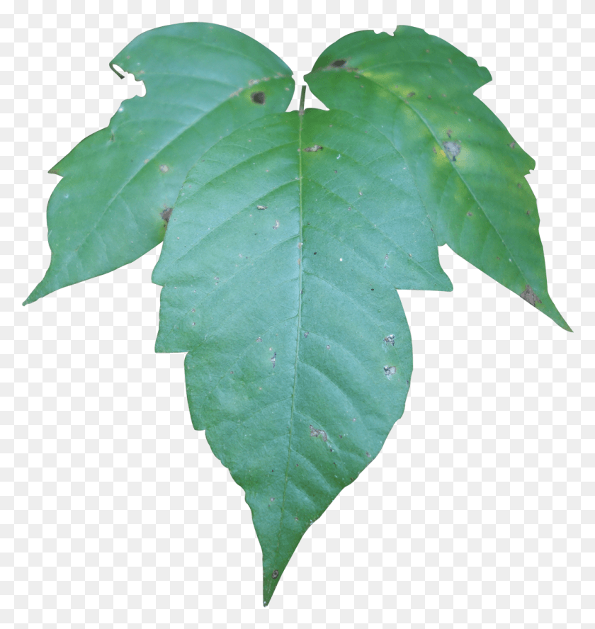 1087x1154 Составной Кленовый Лист, Лист, Растение, Дерево Hd Png Скачать