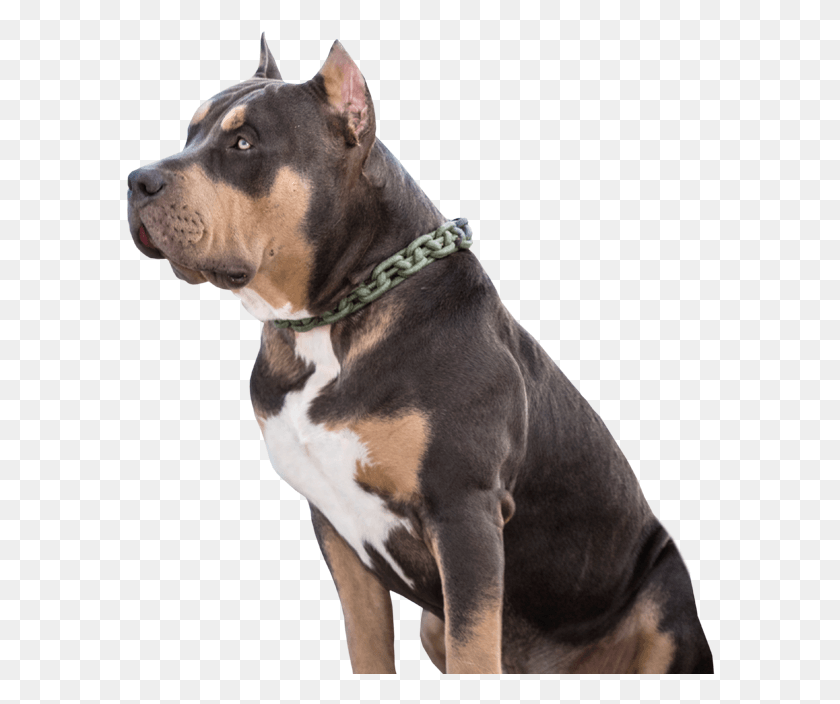 590x644 Comprar American Bully Xl Estados Unidos Ee Companion Dog, Mascota, Canino, Animal Hd Png Descargar