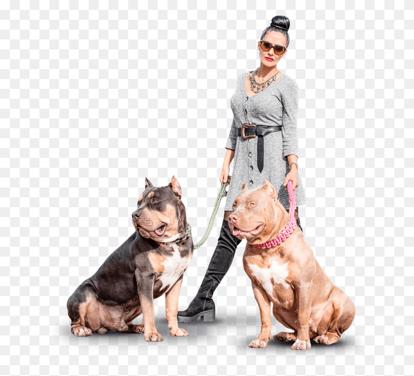 650x702 Descargar Perros American Bully Xl Companion Dog, Persona, Humano, Mascota Hd Png