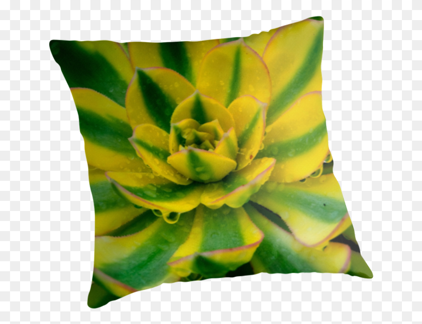 648x585 Compton Carousel Cactus Throw Pillows By Twpixel Echeveria, Plant, Flower, Blossom HD PNG Download