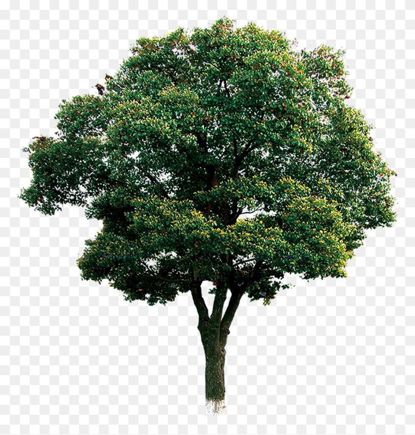 1278x1346 Дерево Дуб Фото Компьютерное Дерево Файл Ветвь, Растение, Дуб, Ствол Дерева Png Скачать
