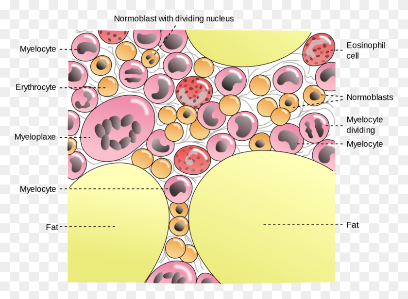1009x720 Comwp In The Bone Marrow 1024747 Bone Marrow Cells, Label, Text, Graphics HD PNG Download