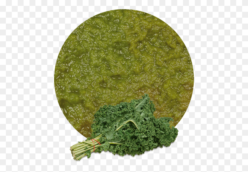 475x523 Comwp Puree Kale Vegetable, Plant, Cabbage, Food HD PNG Download