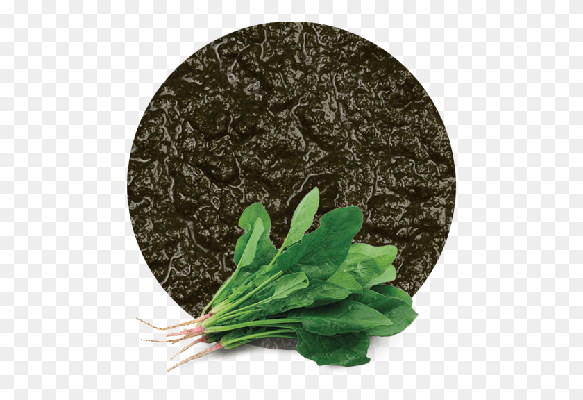 475x516 Comwp Puree Spinach, Plant, Vegetable, Food HD PNG Download